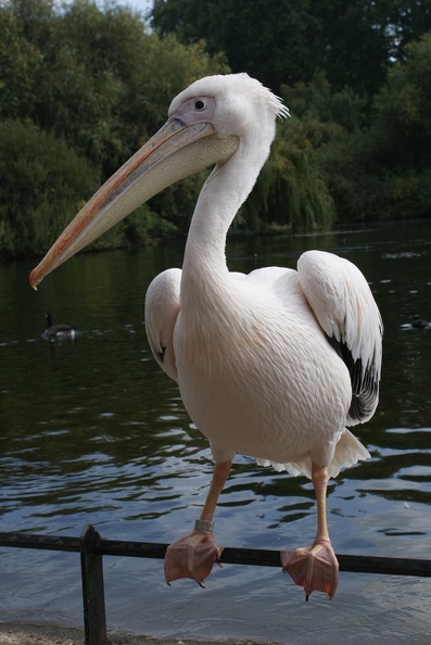 Pelicans-4.jpg