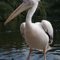 Pelicans-4