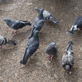 Pigeons-3.jpg
