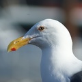 Seagulls-11