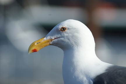 Seagulls-11