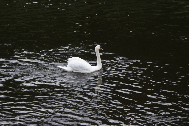 Swans-18.jpg