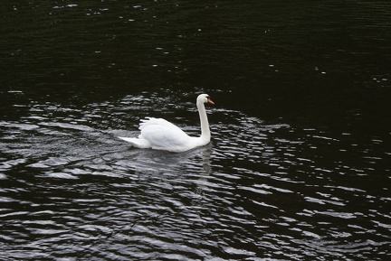 Swans-18