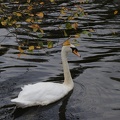 Swans-3.jpg