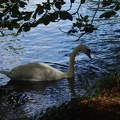 Swans-9.jpg