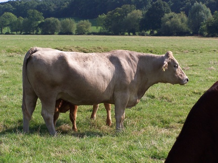 Cows-26