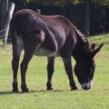 Donkeys-6.jpg