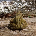 Frogs-1.jpg