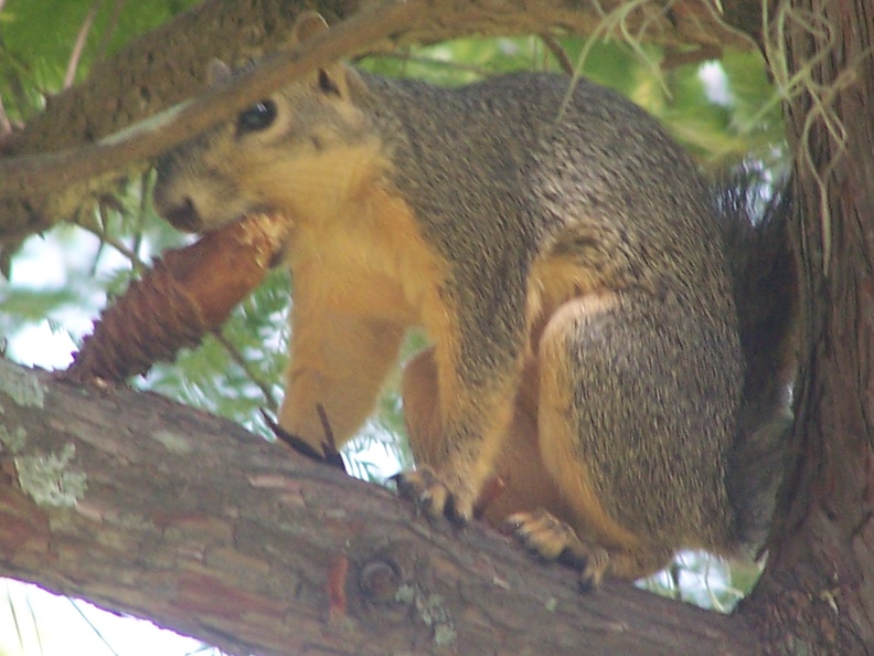 Squirrels-15
