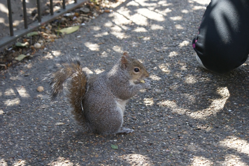 Squirrels-6