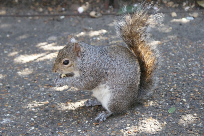 Squirrels-8
