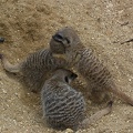 Meerkats-16.jpg