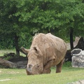Rhino-11.jpg