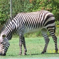 Zebras-17.jpg