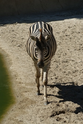 Zebras-8