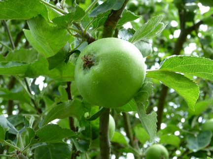 Apples-3
