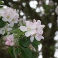 Blossom-13.jpg