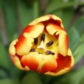 Tulips-5.jpg