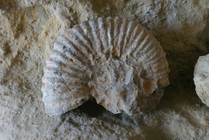 Shells And Fossils-1