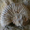 Shells And Fossils-2