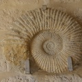 Shells And Fossils-3