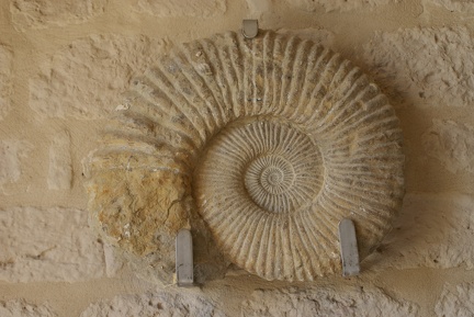 Shells And Fossils-3