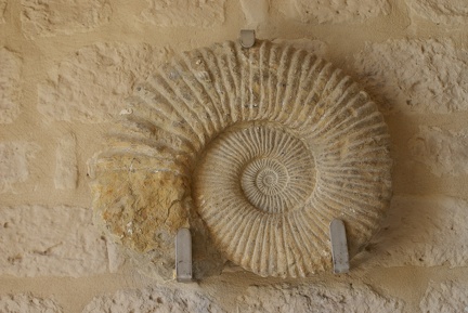 Shells And Fossils-4