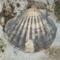 Shells And Fossils-5