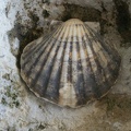 Shells And Fossils-6