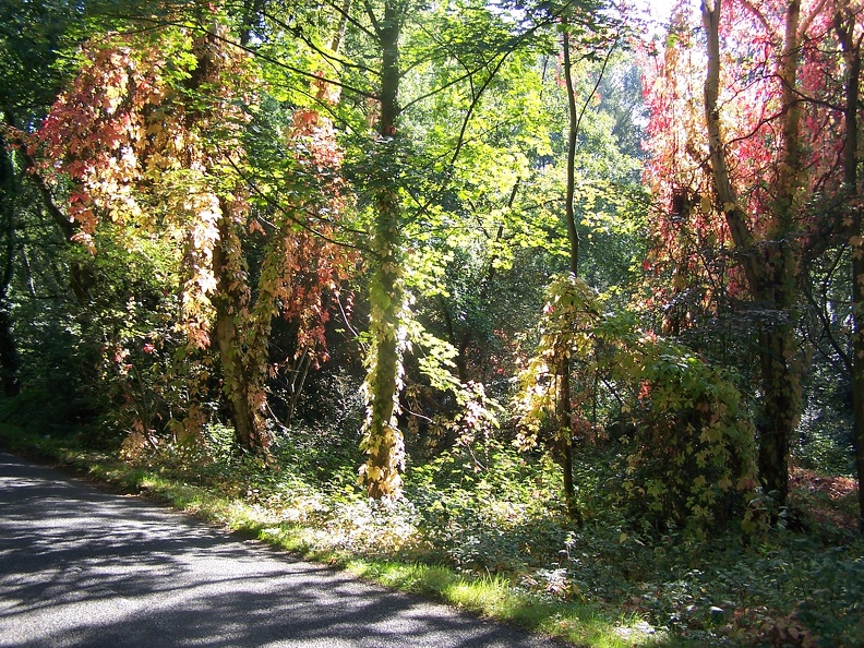 Autumn Trees-18