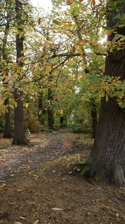 Autumn Trees-2