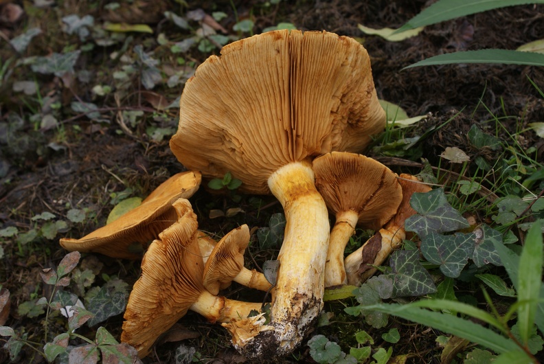 Fungi-1.jpg