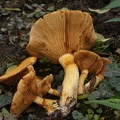 Fungi-1