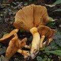 Fungi-3
