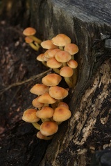 Fungi-4