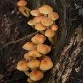 Fungi-4