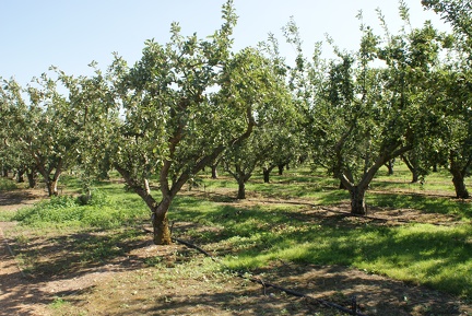 Orchards-3