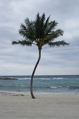 Palm Trees-1