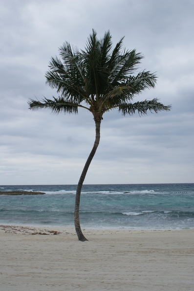 Palm Trees-1