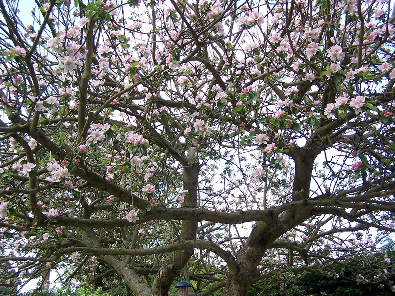 Spring_Trees-3.jpg