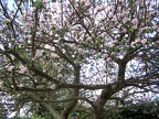 Spring Trees