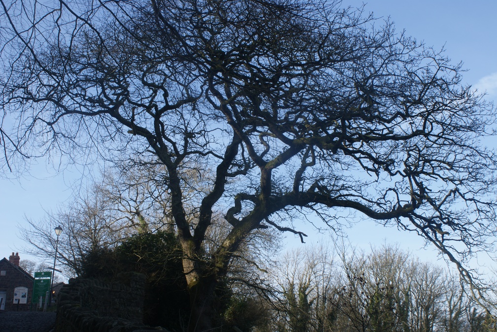 Winter Trees-10