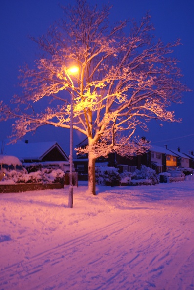 Winter Trees-24