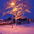 Winter Trees-24