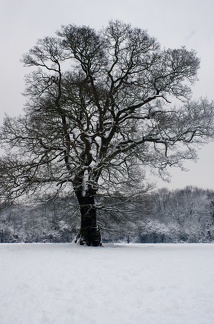 Winter Trees-9