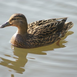 Ducks