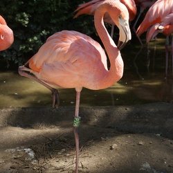 Flamingoes