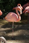 Flamingoes