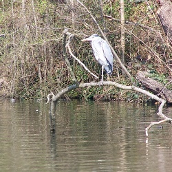 Herons