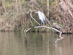 Herons